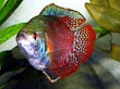 Dwarf Gourami